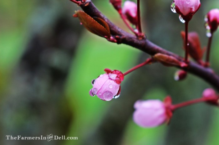 blossom - TheFarmersInTheDell.com