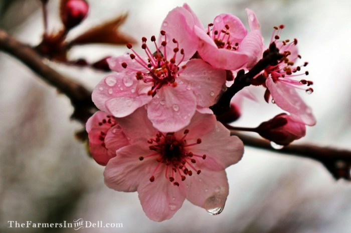 blossom - TheFarmersInTheDell.com