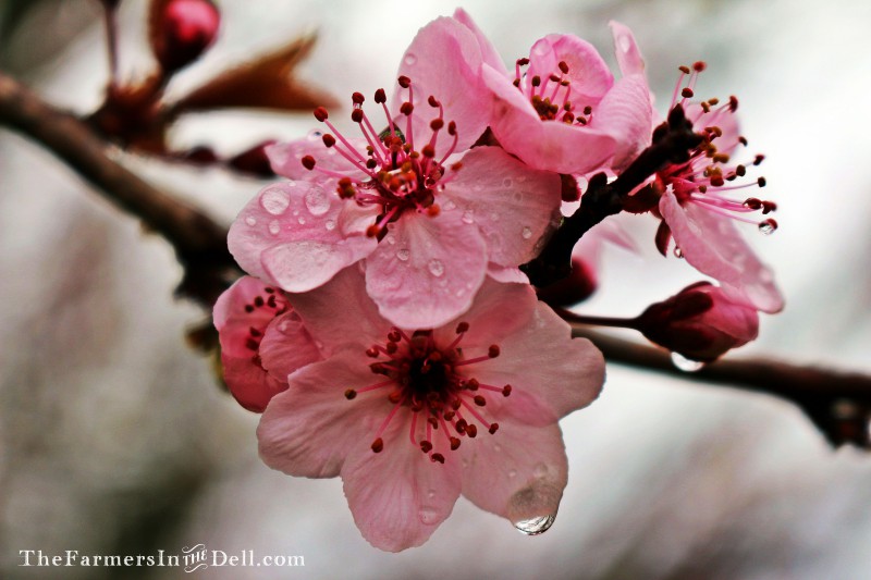 blossom - TheFarmersInTheDell.com