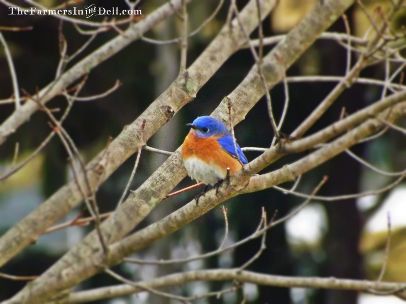 bluebird - TheFarmersInTheDell.com