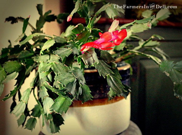 leap year christmas cactus - TheFarmersInTheDell.com