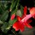 leap year christmas cactus - TheFarmersInTheDell.com
