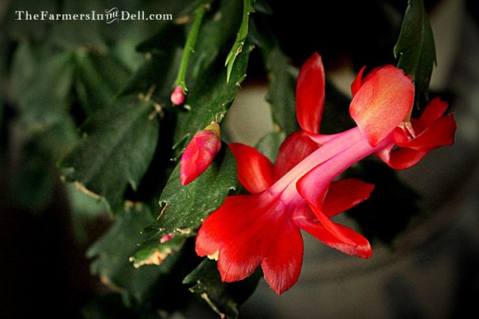 leap year christmas cactus - TheFarmersInTheDell.com