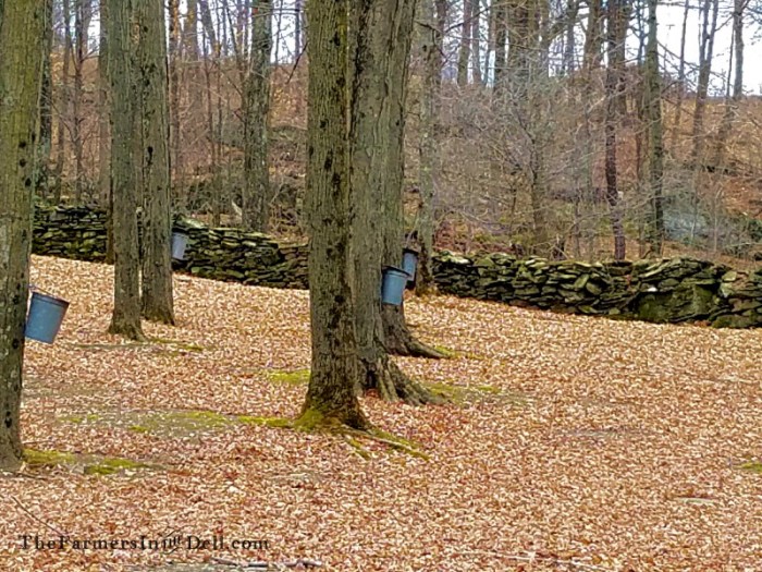maple syrup buckets - TheFarmersInTheDell.com