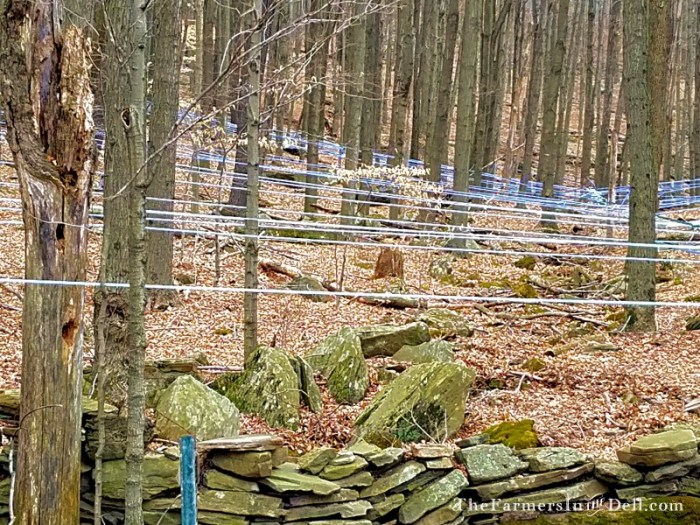 maple syrup lines - TheFarmersInTheDell.com