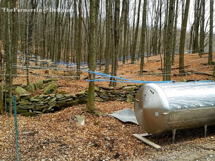 maple syrup lines - TheFarmersInTheDell.com