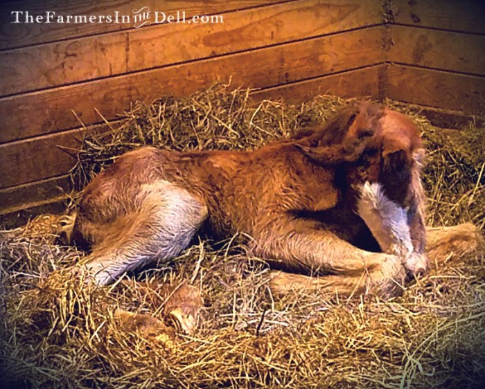 clydesdale foal - TheFarmersInTheDell.com