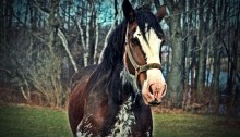 clydesdale mare - TheFarmersInTheDell.com