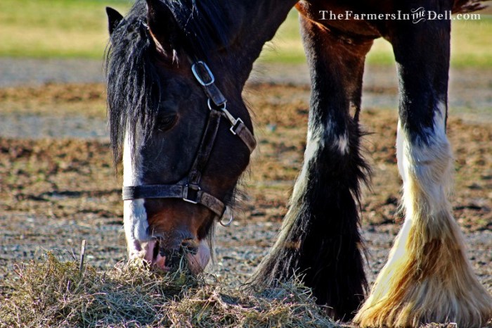 clydesdale stallion - TheFarmersInTheDell.com