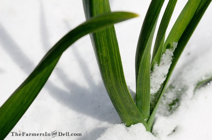 onion snow - TheFarmersInTheDell.com