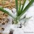 onion snow - TheFarmersInTheDell.com