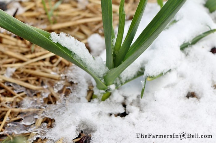 onion snow - TheFarmersInTheDell.com