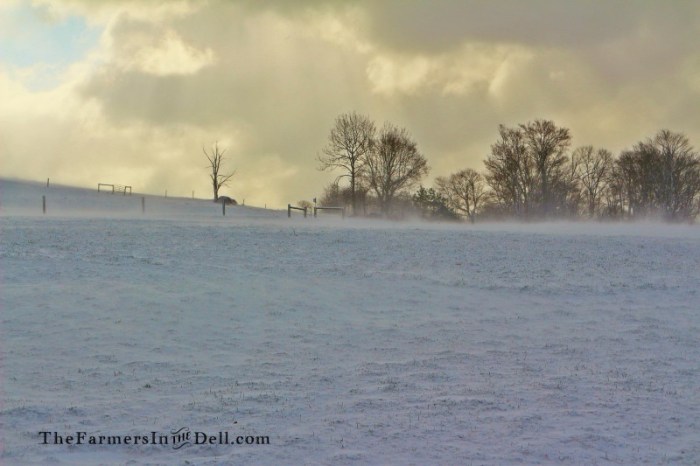 onion snow - TheFarmersInTheDell.com