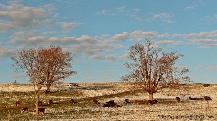 onion snow - TheFarmersInTheDell.com