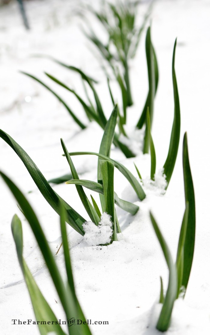 onion snow - TheFarmersInTheDell.com