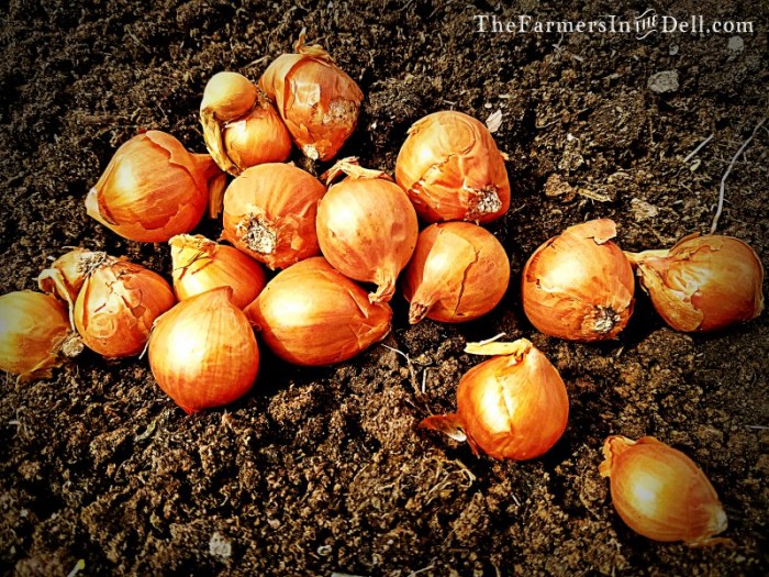 shallots - TheFarmersInTheDell.com