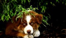 australian shepherd puppy - TheFarmersInTheDell.com