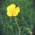 buttercup - TheFarmersInTheDell.com