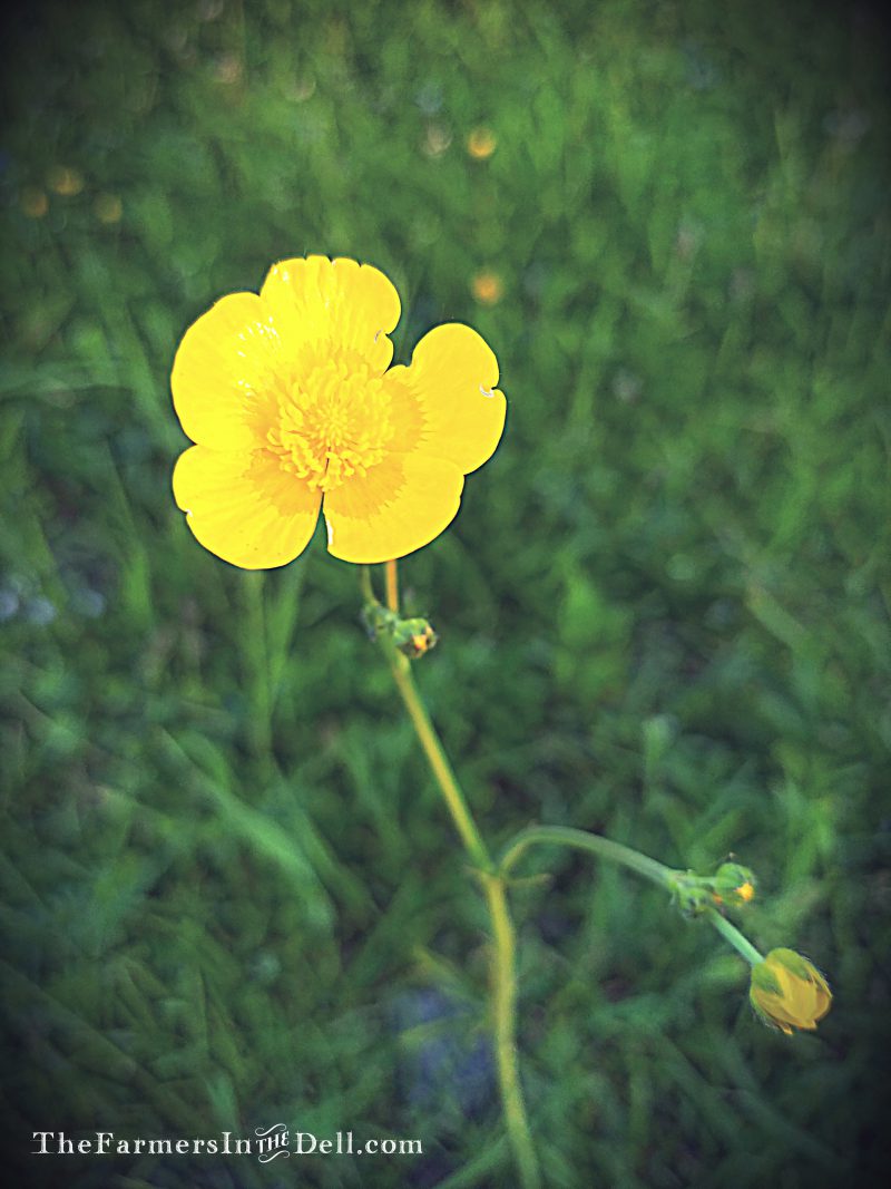 buttercup - TheFarmersInTheDell.com