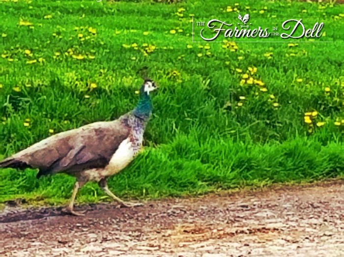 peacock - TheFarmersInTheDell.com