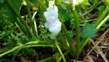 foam on strawberry leaves - TheFarmersInTheDell.com