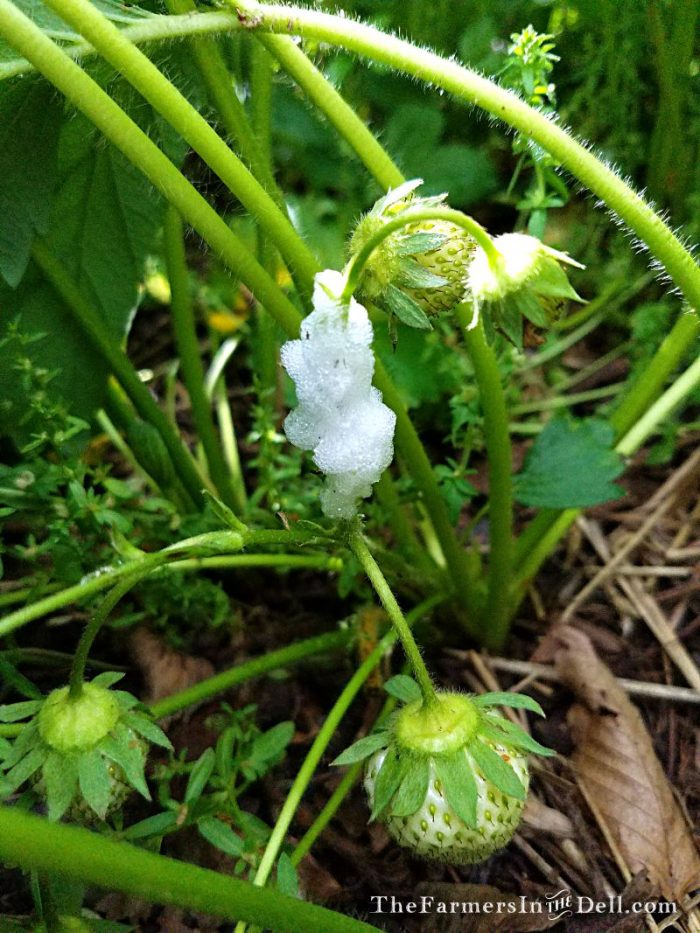 foam on strawberry leaves - TheFarmersInTheDell.com