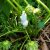 foam on strawberry leaves - TheFarmersInTheDell.com