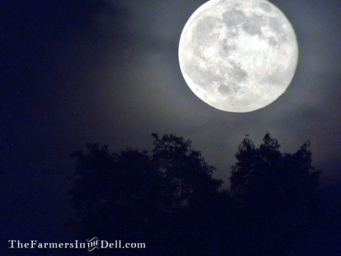 full moon - TheFarmersInTheDell.com