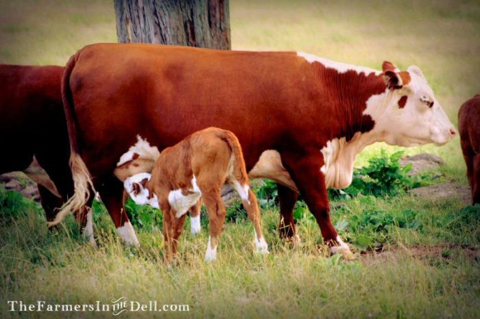hereford and calf - TheFarmersInTheDell.com