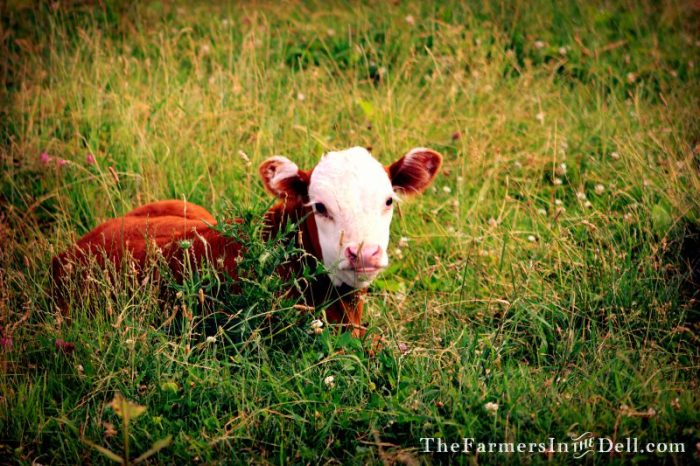 hereford calf - TheFarmersInTheDell.com