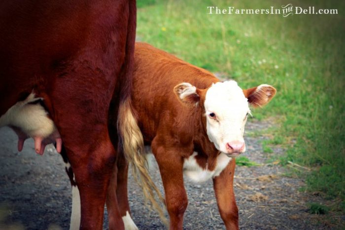hereford calf - TheFarmersInTheDell.com