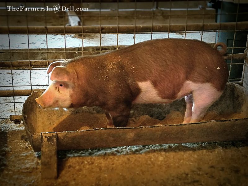 hereford pig - TheFarmersInTheDell.com