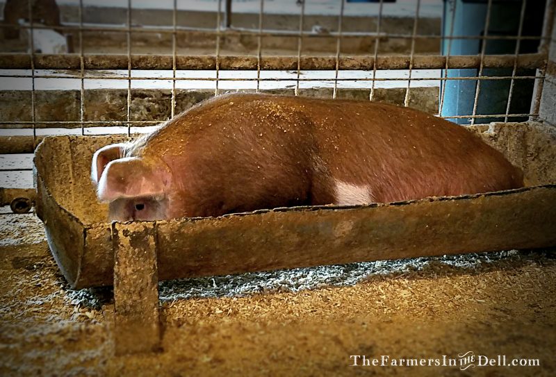 hereford pig - TheFarmersInTheDell.com