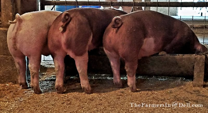 three little pigs - TheFarmersInTheDell.com