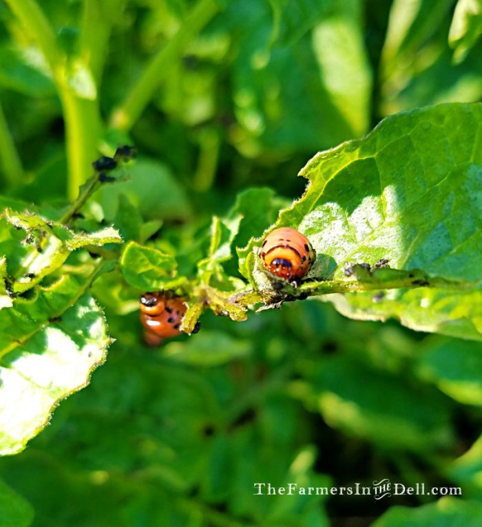 colorado potato beetle - TheFarmersInTheDell.com