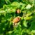 colorado potato beetle - TheFarmersInTheDell.com