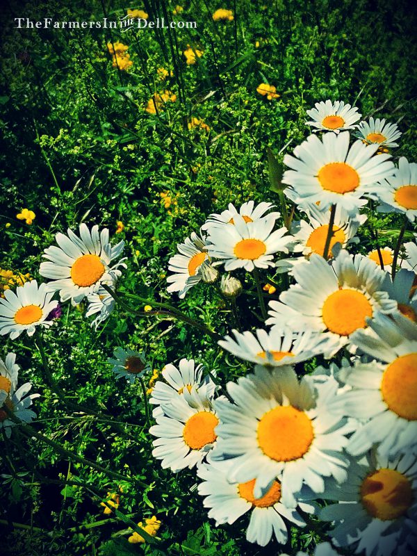 summer flowers - TheFarmersInTheDell.com