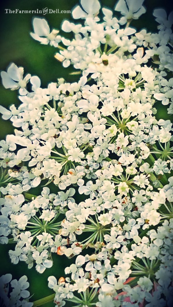 summer flowers - TheFarmersInTheDell.com