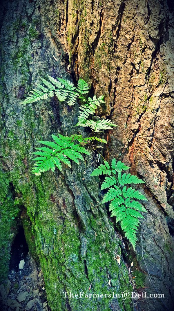 summer flowers - TheFarmersInTheDell.com