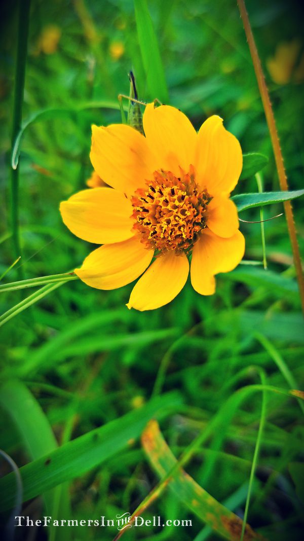 summer flowers - TheFarmersInTheDell.com