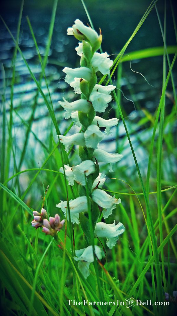 summer flowers - TheFarmersInTheDell.com