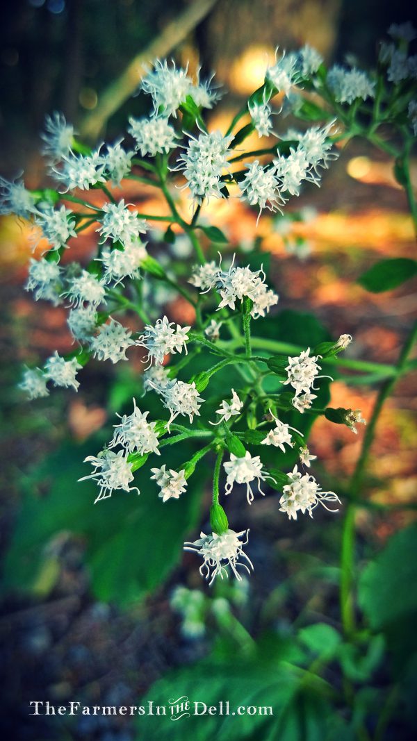 summer flowers - TheFarmersInTheDell.com