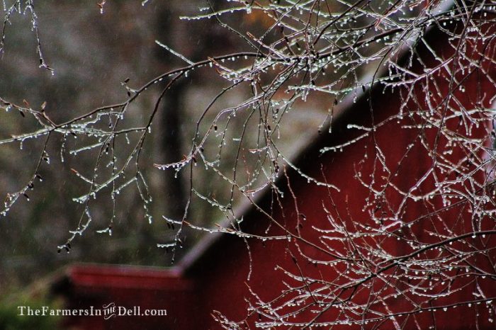 ice storm - TheFarmersInTheDell.com