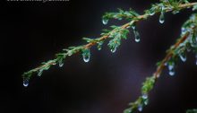 ice storm - TheFarmersInTheDell.com
