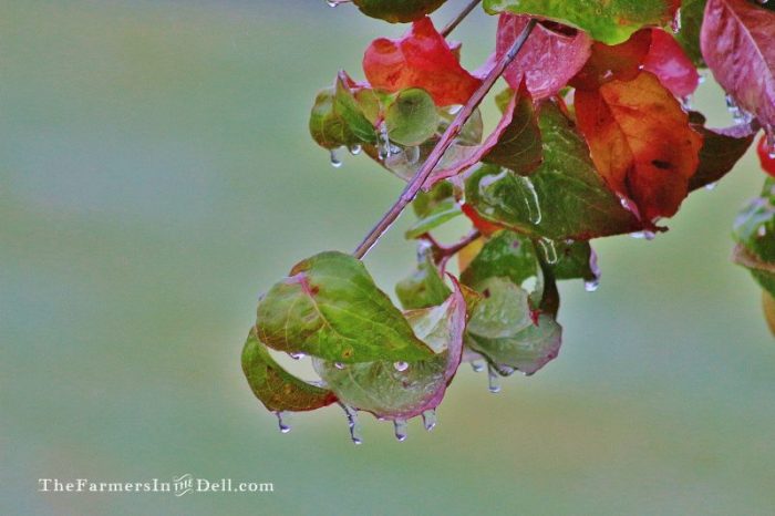ice storm - TheFarmersInTheDell.com