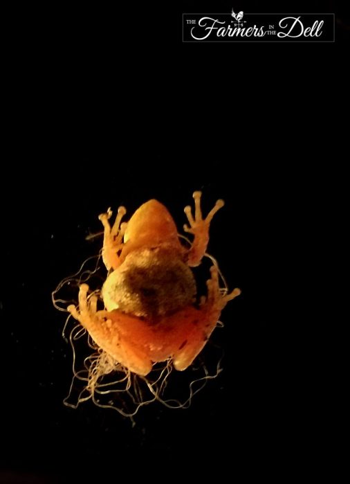 frog - TheFarmersInTheDell.com
