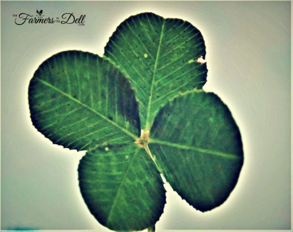 four leaf clover - TheFarmersInTheDell.com