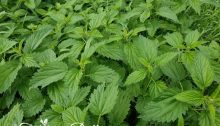 stinging nettles - TheFarmersInTheDell.com