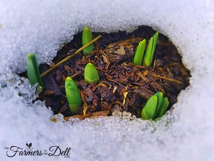 daffodils in snow - TheFarmersInTheDell.com