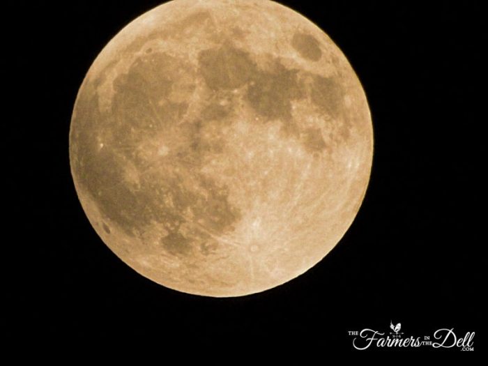 harvest moon - TheFarmersInTheDell.com